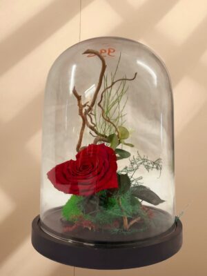 Rose sous cloche