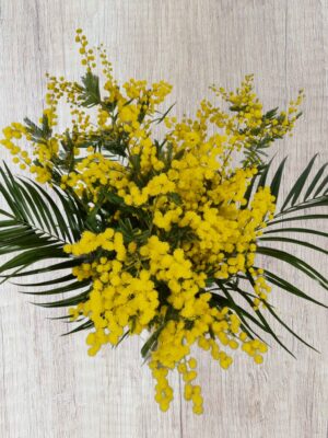 Bouquet de mimosa